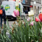 Tulpen - Fußgängerzone, München